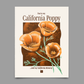 California Poppy Print